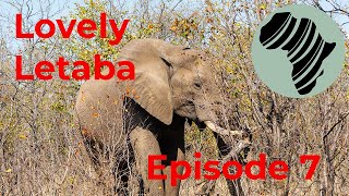 Camping in Lovely Letaba, Kruger National Park Episode 7