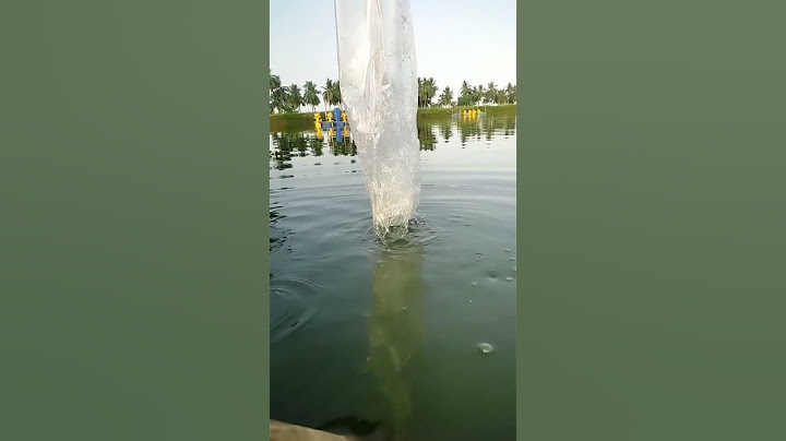 Direct Releasing baby Shrimp 🦐🦐🦐🦐🦐 in Pond