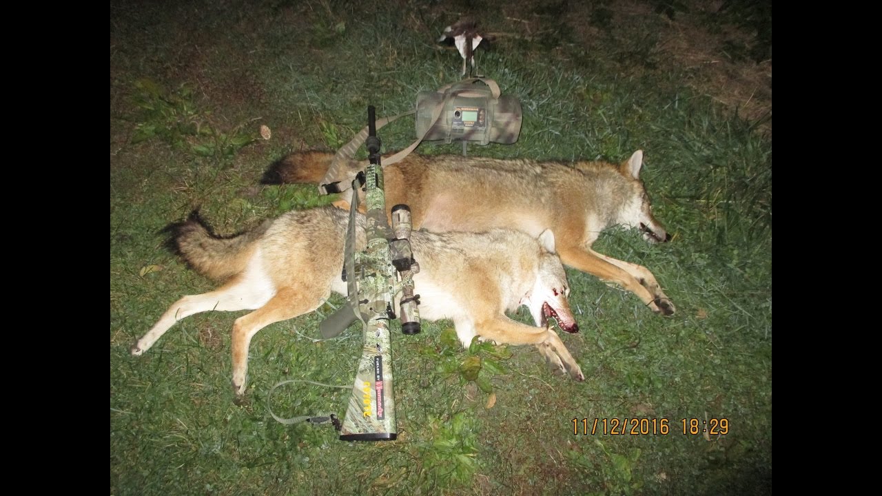 Coyote calling in SW Iowa YouTube