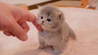 When I got home, it was so cute to see the kittens coming to greet their owners one by one... by Lulu the Cat 23,377 views 9 days ago 8 minutes, 5 seconds