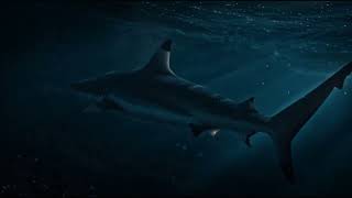 Blacktip Reef Shark | The Agile Hunter of Coral Reefs | Welcome to NVOOVN | A World of Cinematic.