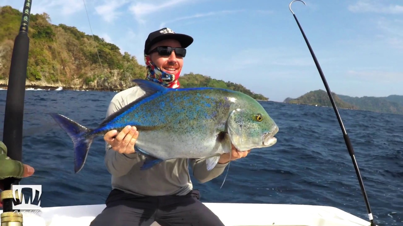 Blue Fin Trevally at Cebaco Bay