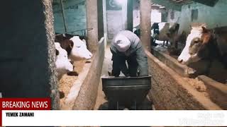 İneklere Bakma Ve Yemleme Vi̇deosu