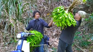 Petai hutan sumber rezeki orang asli