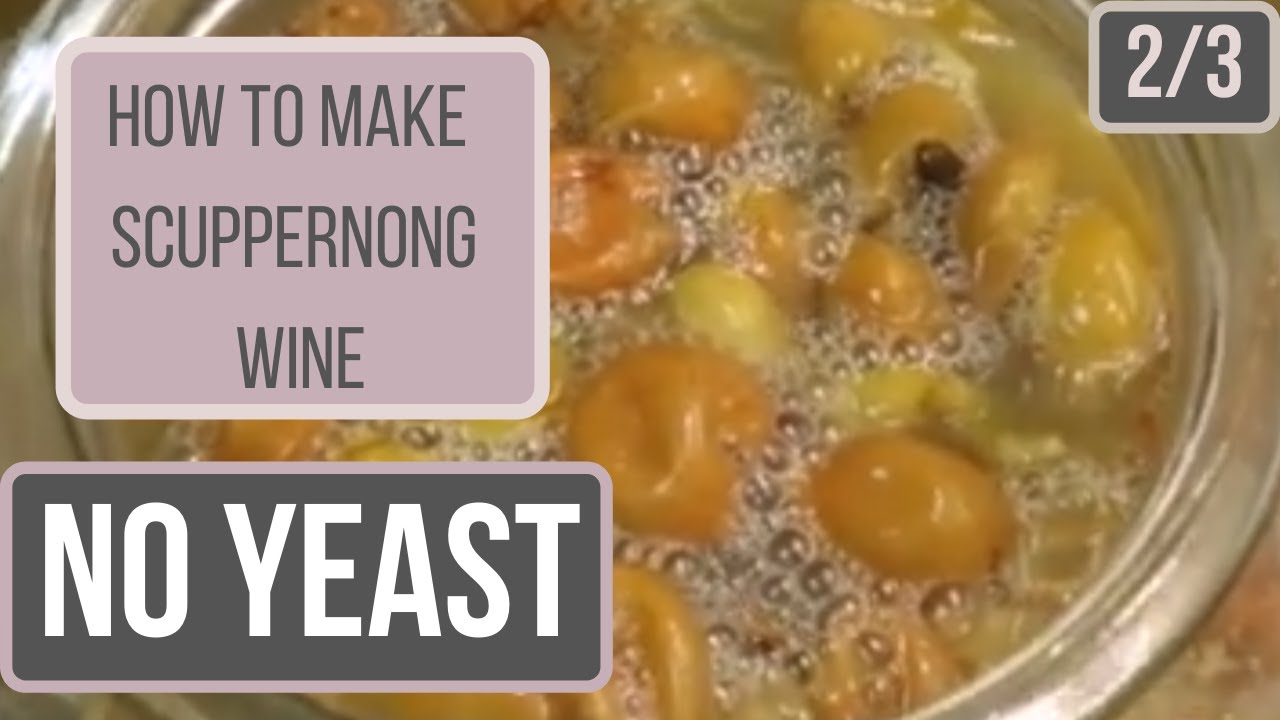 Scuppernong Wine Recipes Dandk Organizer