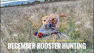 INCREDIBLY RARE MOMENT PHEASANT HUNTING! (LATE SEASON ROOSTERS)