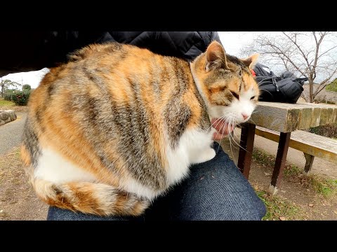 太った三毛猫と目が合うとひざに飛びのって甘えてきた