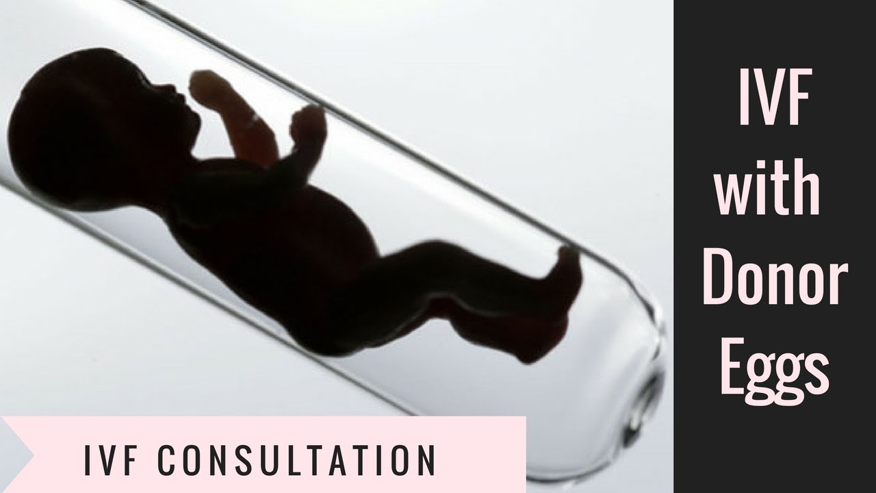 egg donation procedure egg donation procedure