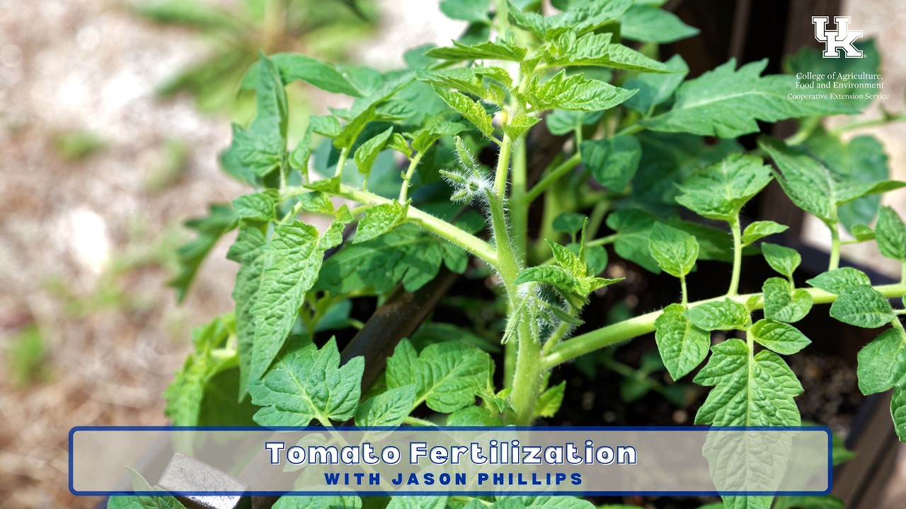 Tomato Fertilization