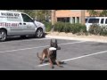 K9 Dog Training - Dog Trainer Fred Hassen