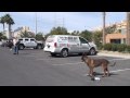 K9 Dog Training - Dog Trainer Fred Hassen