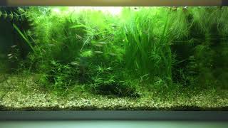 Vietnamese white cloud mountain minnow ...