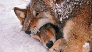 This is a POEM about WOLVES - by Sam Harrison