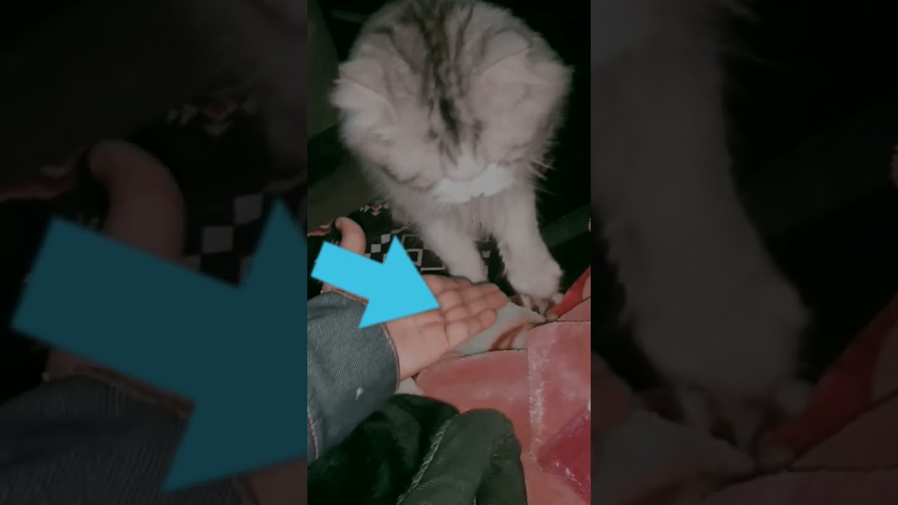caring cat 😺#viral #shortvideo #_bantoo