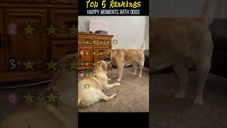 Happy moments with dogs #funny #dogs #happy #animals #happiness #animalshorts #love #joy #pets