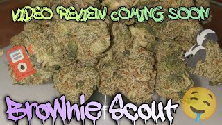 #97 Brownie Scout (Video Review Coming Soon) Rise Dispensary Product