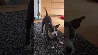 Lucy, Staffy Braking Again