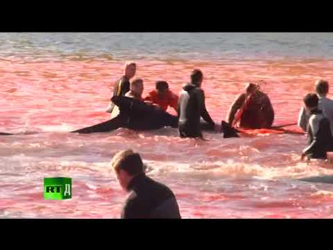 зверское убийство дельфинов в дании