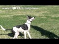 IQ K9 TRAINING | Carlsbad Dog Training with an AMAZINGLY FAST dog, 'Soldier'! IQ K9 TRAINING | Carlsbad Dog Training with an AMAZINGLY FAST dog, 'Soldier'!