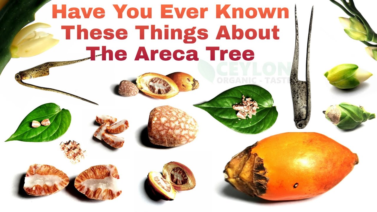 Have You Ever Known These Things About Areca Palm Tree Areca Health have-you-ever-known-these-things-about-areca-palm-tree-areca-health