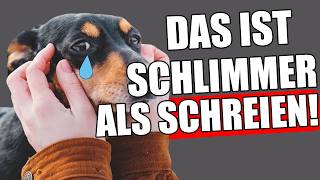 15 Dinge, die dir dein Hund NIEMALS verzeihen wird!