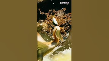 Chim bồ nông lợi dụng nước đục thả câu cướp cá của hải cẩu