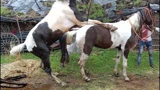 horse romantic video horse shorts video sex video XXX video #shorts #horse #viral #video #new #xxx