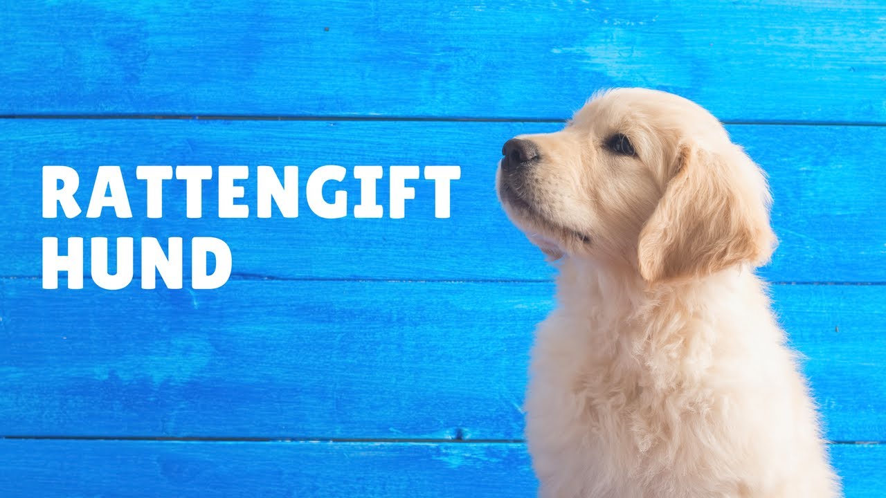 Rattengift Hund: Was unterscheidet Rattengift deutlich von anderen  Giftarten? 