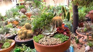 Succulents and Cactus Arrangement by SUCCULENT CRAVINGS by Vic Villacorta 1,953 views 3 weeks ago 8 minutes, 52 seconds