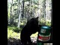 Медведь на приваде !!!