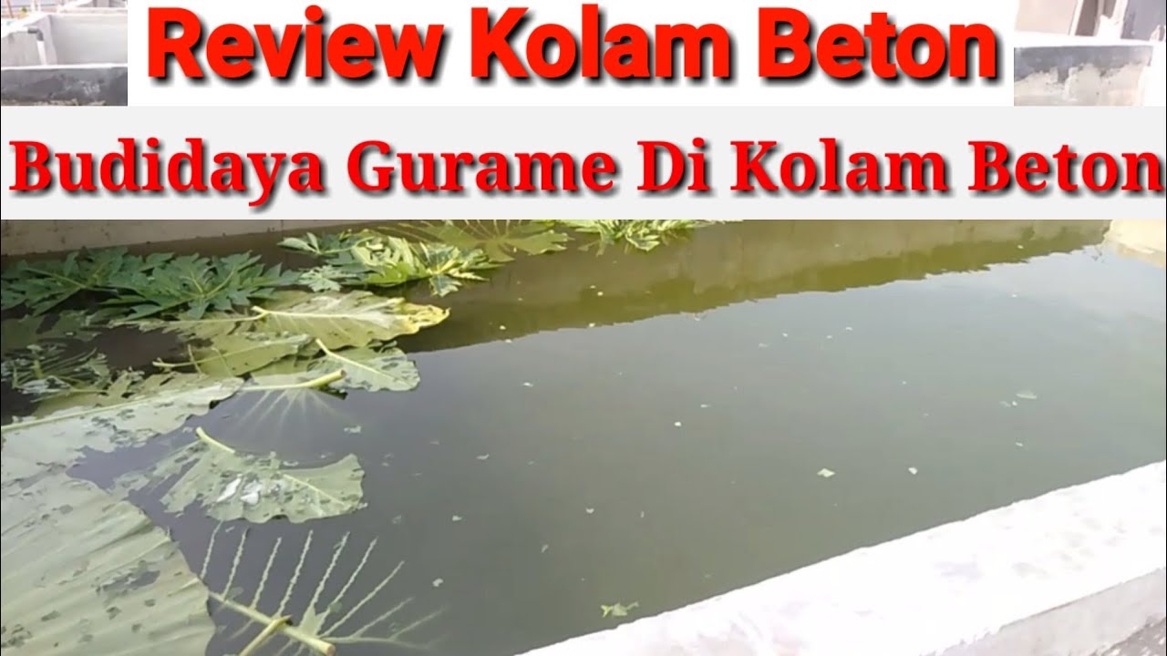 Budidaya gurame di kolam beton-Review kolam beton ikan gurame 
