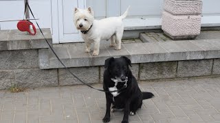 West Higland Whight Terrier (Westie) Bobby. Boring day by Elena & Bob 502 views 3 weeks ago 1 minute, 36 seconds
