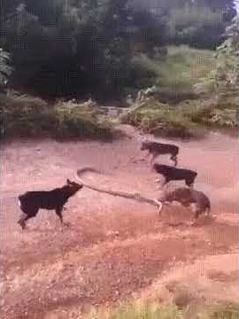Rottweilers vs Python 🐍