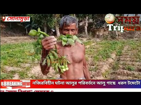 ভিডিও: 5 মালী ভুল যা স্টোরেজ করার সময় আলু নষ্ট হয়ে যায়