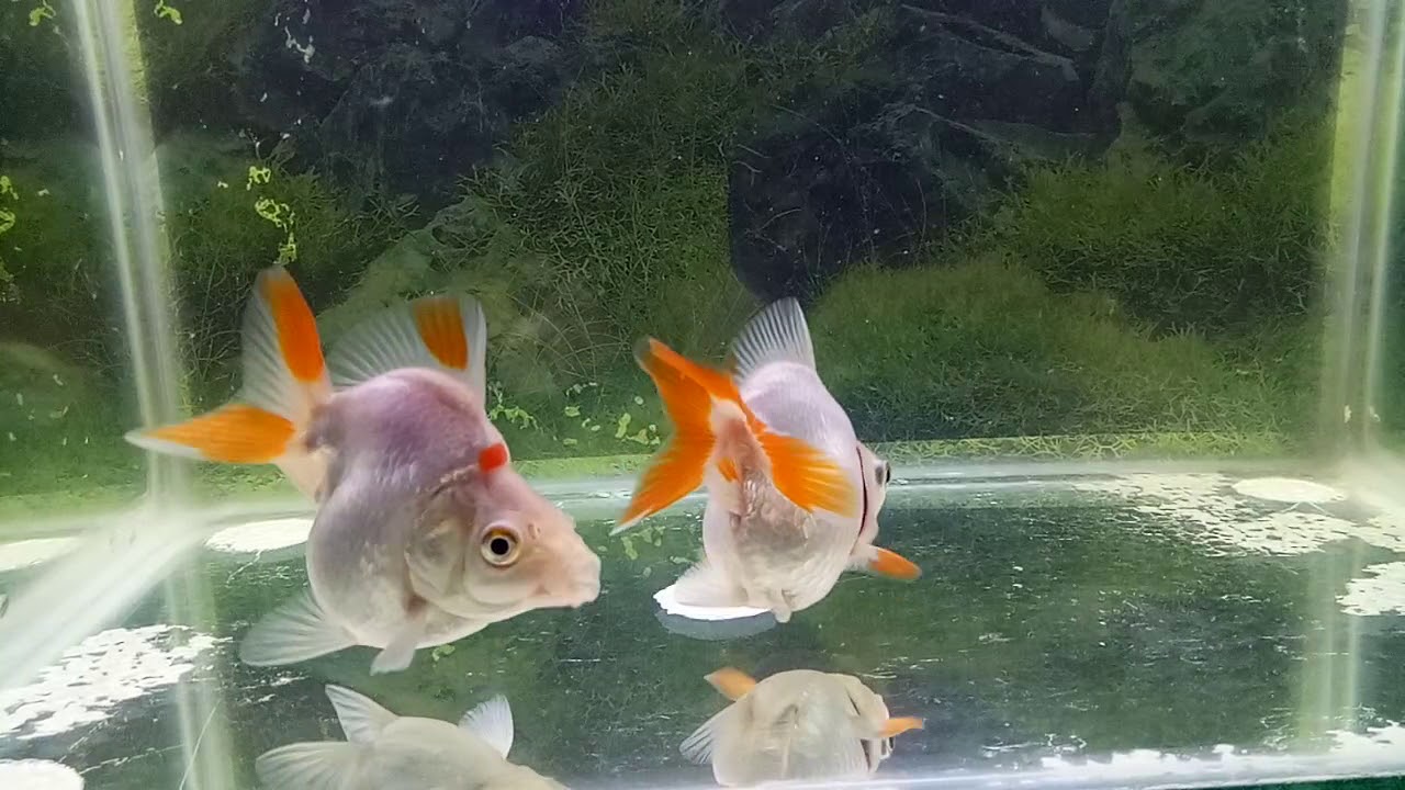 Ikan mas koki baby ryukin white - YouTube