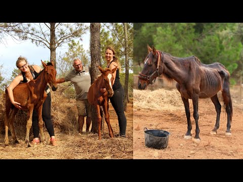 Video: A Volte Ci Vuole Una Comunità Per Salvare La Vita Di Un Cavallo