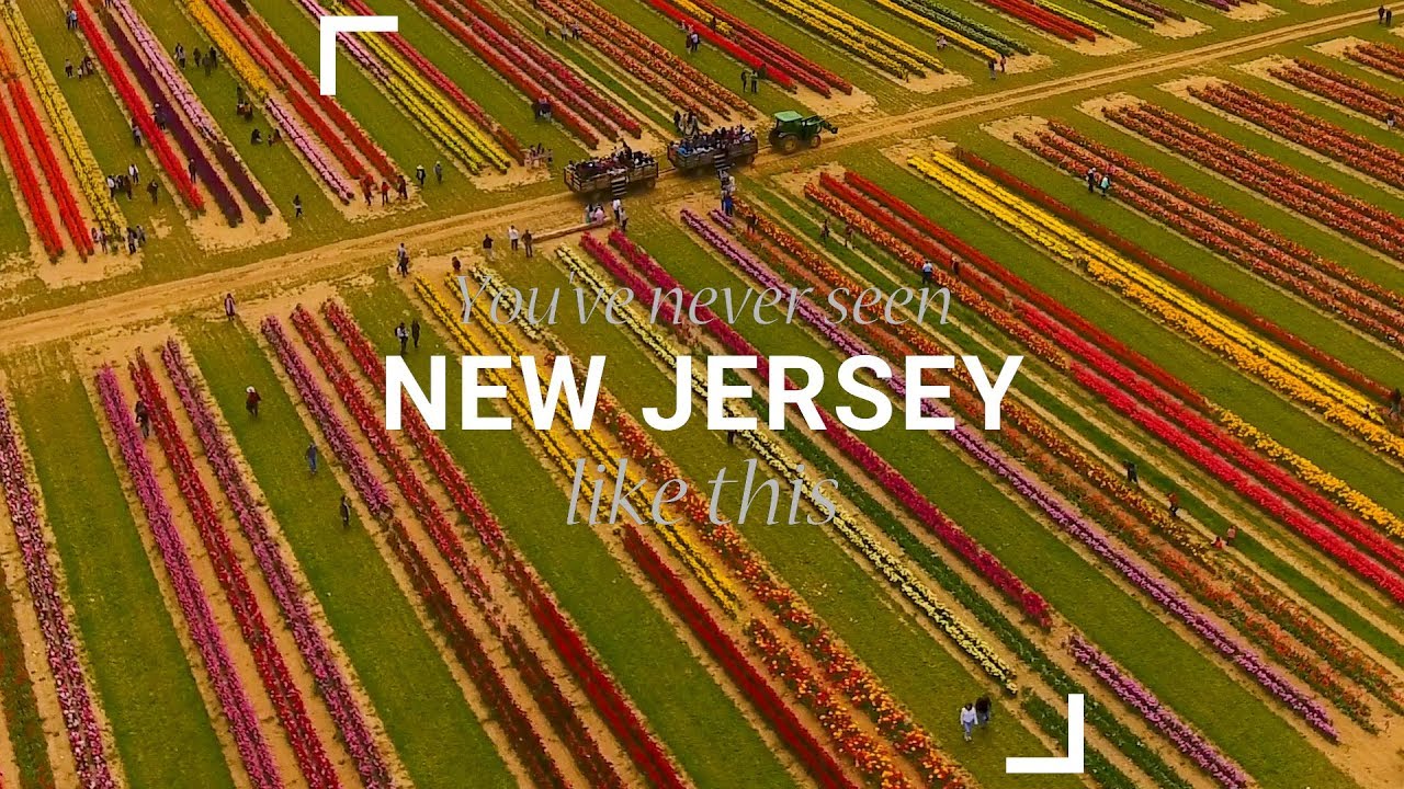 Blooming tulips make an explosion of color at Holland Ridge Farms YouTube