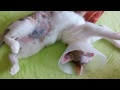 Funny cat slideshow extreme sleeping 