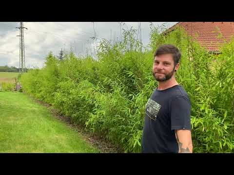 Video: Živé Ploty Z Jehličnatých Rostlin: Smrk A Thuja