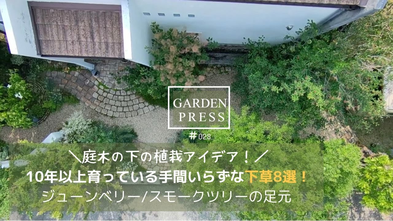 植えて10年【丈夫でコスパ最高！庭木の下の下草8選】ジューンベリー/スモークツリーの足元で10年育った下草｜雑草対策＆ナチュラルな庭に|ガーデニング
