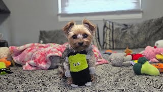 Rylie & Frankie’s Silly Morning… Catches, Giggles & Pure Fun! 🐾💕  #cutedog #yorkie #funnydogs #dog