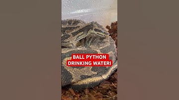 Ball Python Drinking Water😍