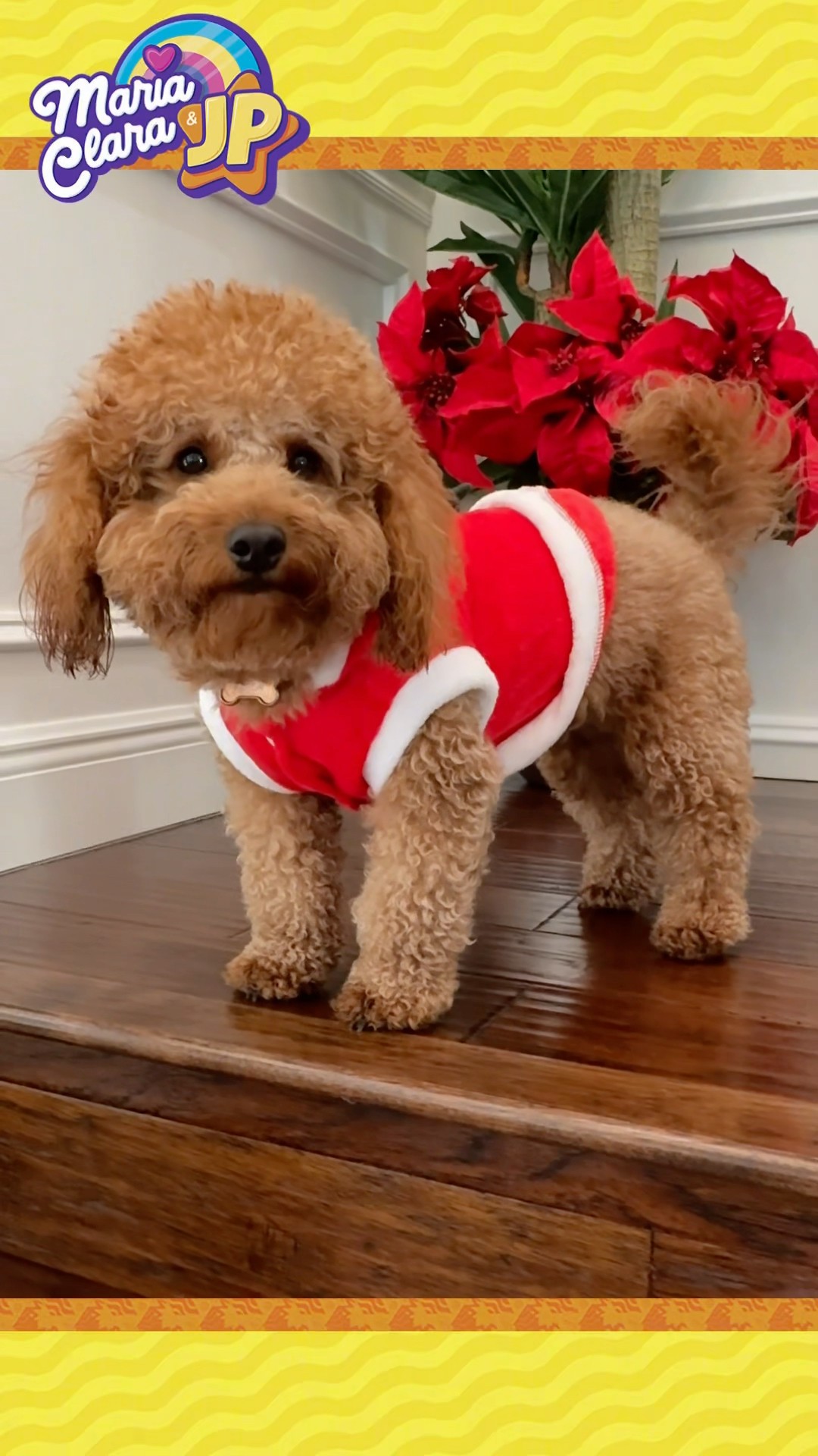 O primeiro e segundo Natal da Nala