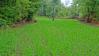 Buck Forage Oats Fall Food Plot