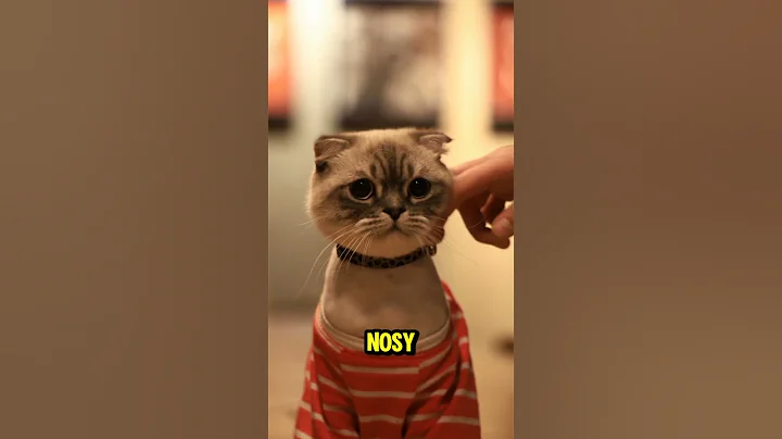 Video 10945101: cutest cat breeds, cat funny adorable