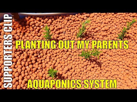 planting-out-my-parents-aquaponics-system