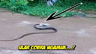 Ular Cobra Terperangkap Kaleng Minuman | Video Lucu Viral