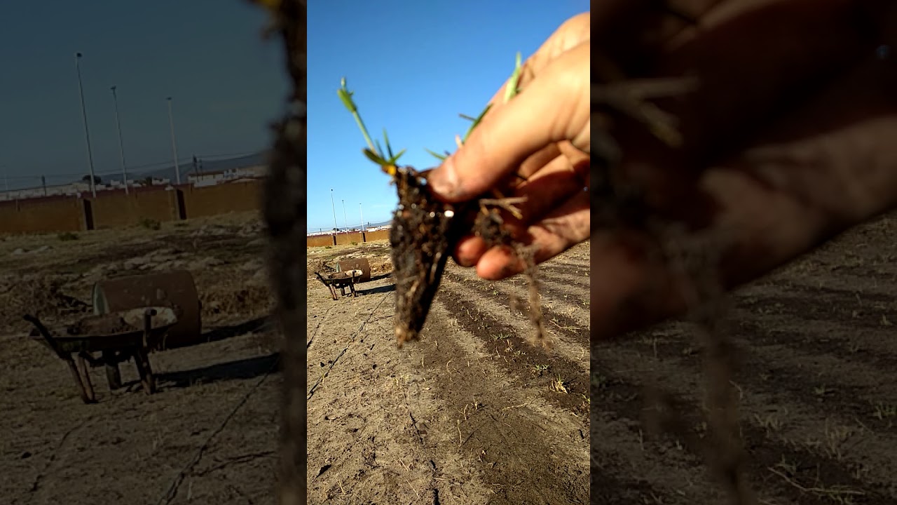 How to plant  buffalo grasses by plugging