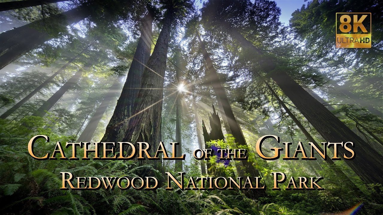 Spectacular REDWOOD NATIONAL PARK...Cathedral of the Giants