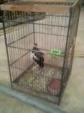 Jalak suren jawa durasi pendek ini mampu memancing jalak suren lainya mompa..